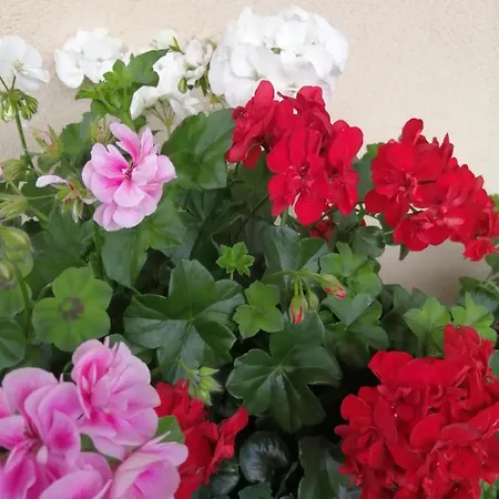 Hanslers Hof Apartment