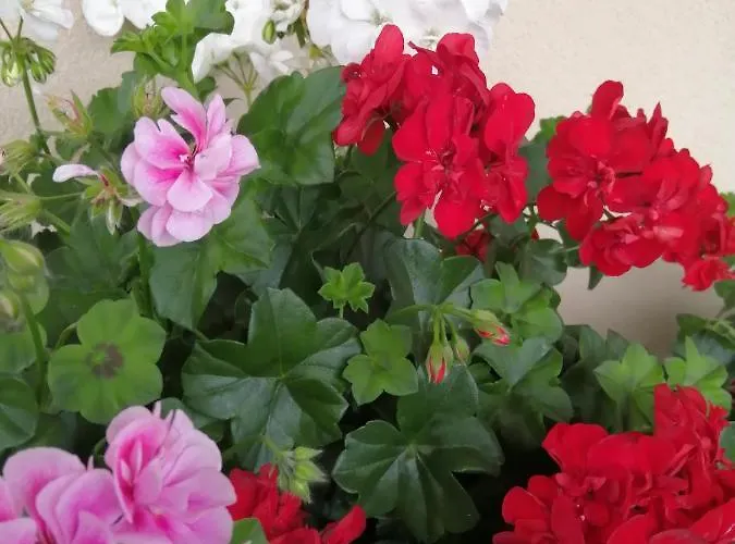 Hanslers Hof Appartement